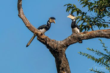 The Pied Hornbill usually refers to the Oriental Pied Hornbill (Anthracoceros albirostris)