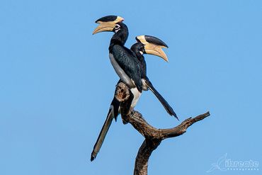 The Pied Hornbill usually refers to the Oriental Pied Hornbill (Anthracoceros albirostris)