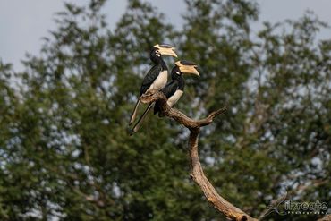 The Pied Hornbill usually refers to the Oriental Pied Hornbill (Anthracoceros albirostris)