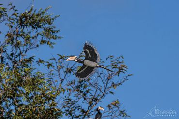 The Pied Hornbill usually refers to the Oriental Pied Hornbill (Anthracoceros albirostris)