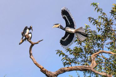 The Pied Hornbill usually refers to the Oriental Pied Hornbill (Anthracoceros albirostris)