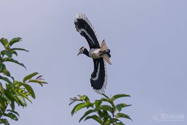 The Pied Hornbill usually refers to the Oriental Pied Hornbill (Anthracoceros albirostris)