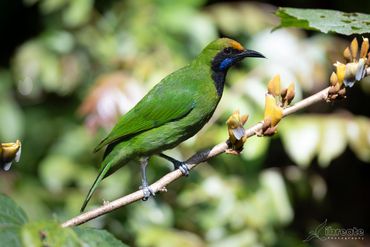 The Golden-fronted Leafbird (Chloropsis aurifrons) is one of the most dazzling and active songbirds