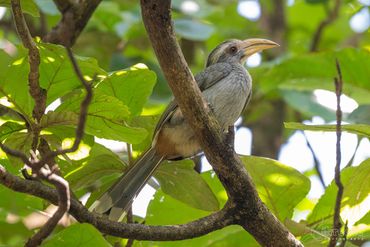 The Malabar grey hornbill (Ocyceros griseus) is a fascinating species of hornbill endemic to the Wes
