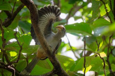 The Malabar grey hornbill (Ocyceros griseus) is a fascinating species of hornbill endemic to the Wes