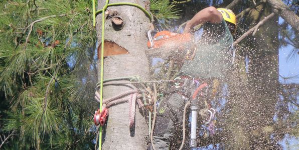 Arborist Rigging