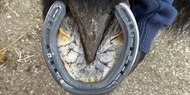 Hot shoeing steel horseshoes farrier wirral
