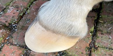 Barefoot hoof trim farrier trimmer Wirral 
