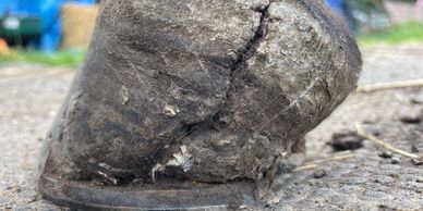 hoof crack repair horse farrier hoof cast hoof glue