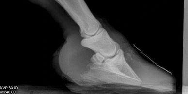 Laminitis recovery farrier wirral