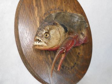 Taxidermy fish with claws