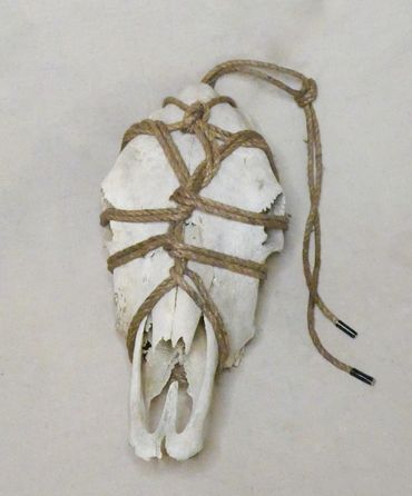 Bound cow skull
