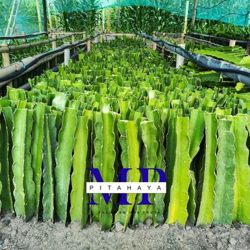 PITAHAYA MP