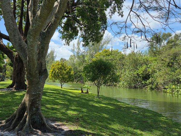 A serene riverside scene with lush green trees and clear blue sky.