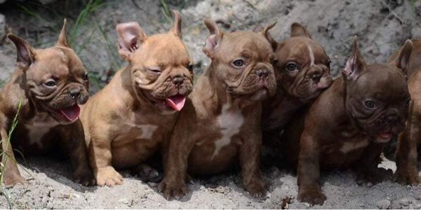 a previous litter of Shorty Bulls we had