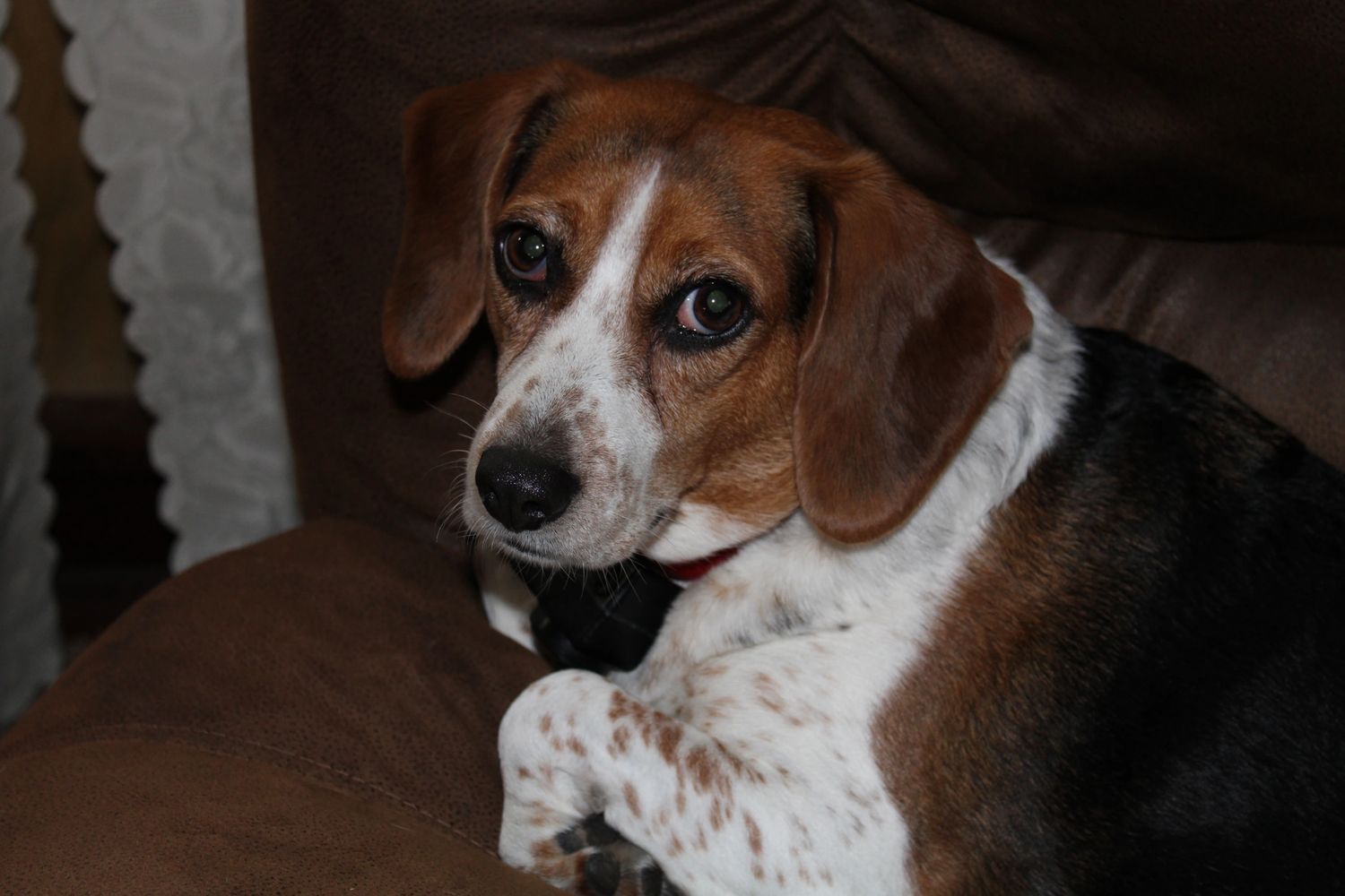 Beagle dog sitting in her home