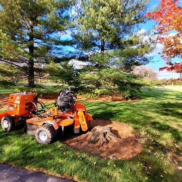 Stump grinding, stump removal in Springboro Ohio, Waynesville Ohio, Lebanon Ohio, Centerville Ohio