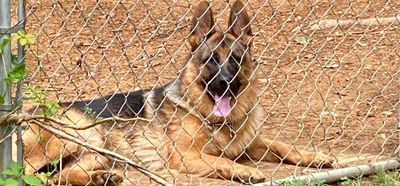 A German Shepherd inside its enclosure