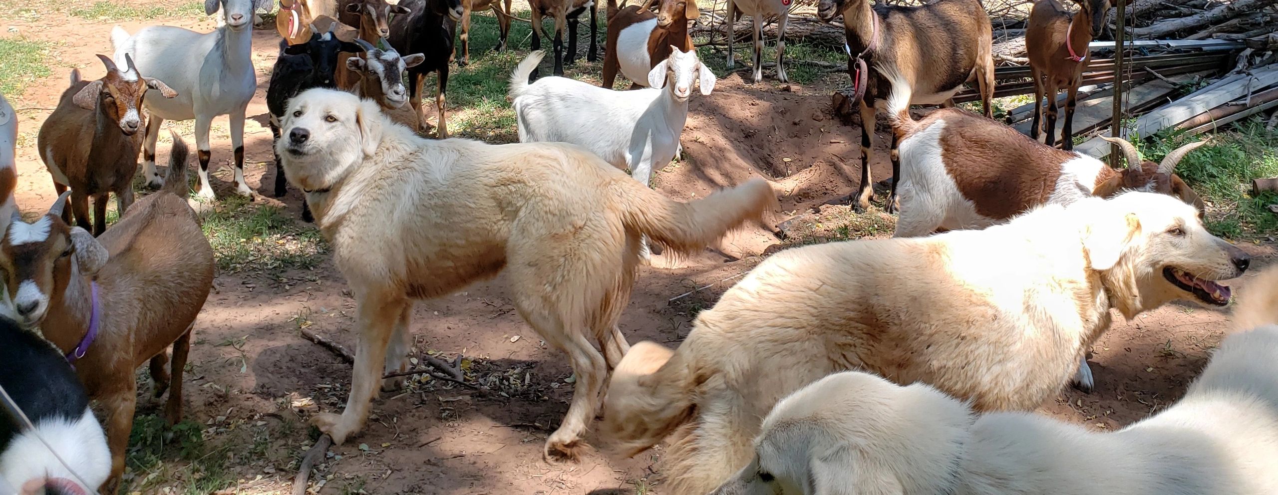 Dogs and goats coming into the home pasture for the night.