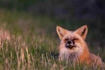 A red fox resting in tall grass during golden hour.