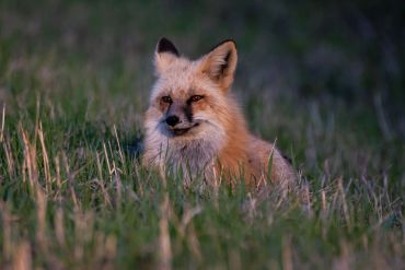 A red fox resting in tall grass during twilight.