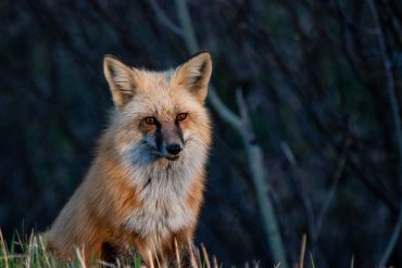 A red fox sitting in the grass with a dark forest background.