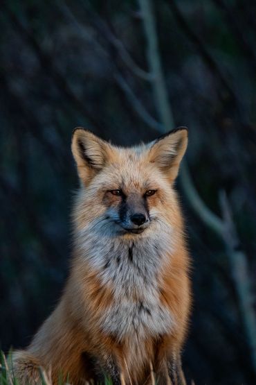 A red fox sitting calmly in a forest with a dark, blurred background.
