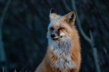A fox with reddish-brown fur in a dark forest.