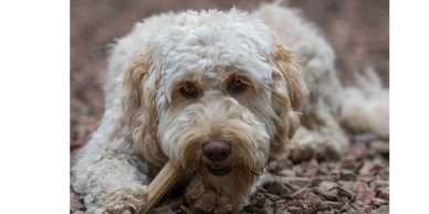 Labradoodle moeders van Most Adorable Doodles