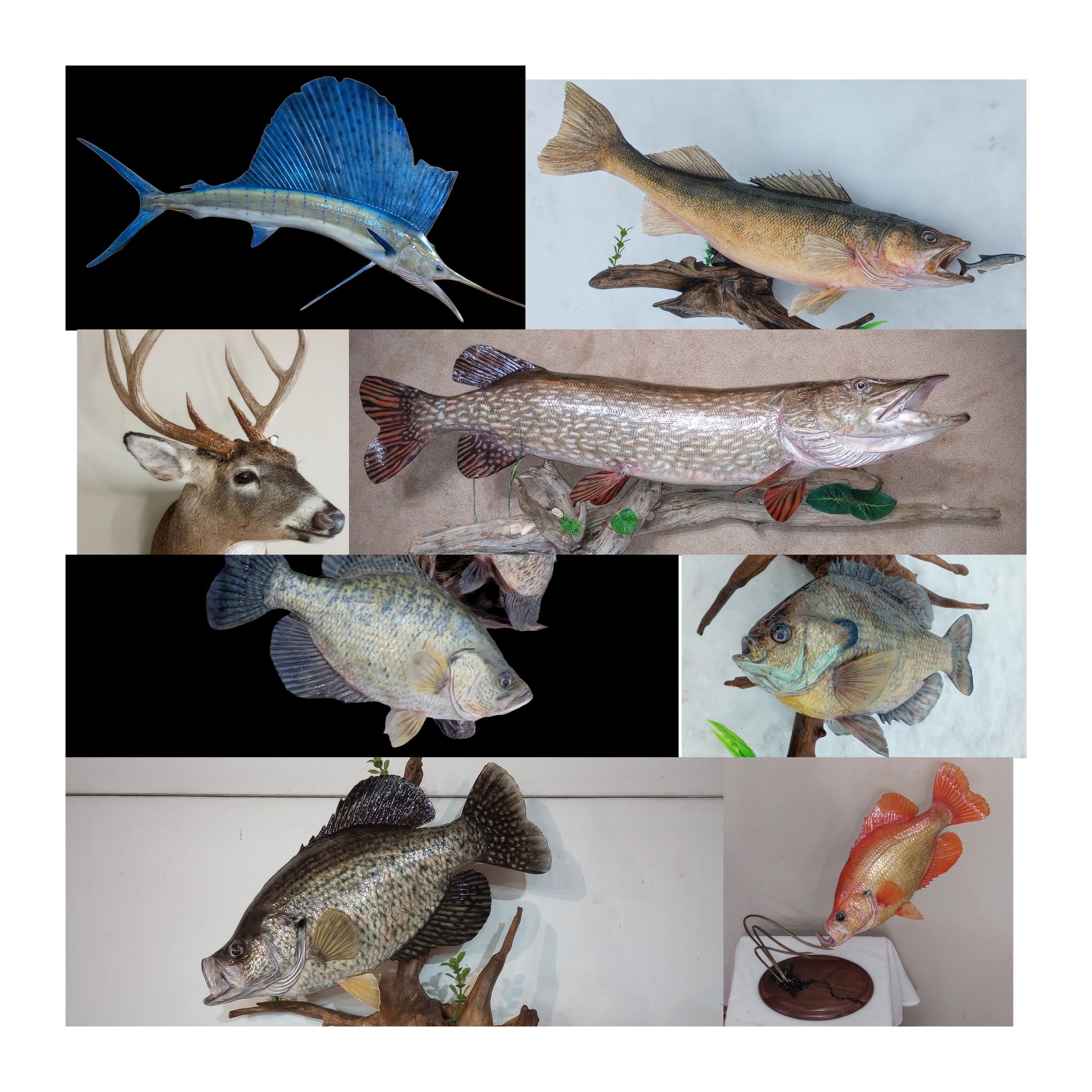 Trophy Fish Taxidermist East Central Minnesota
