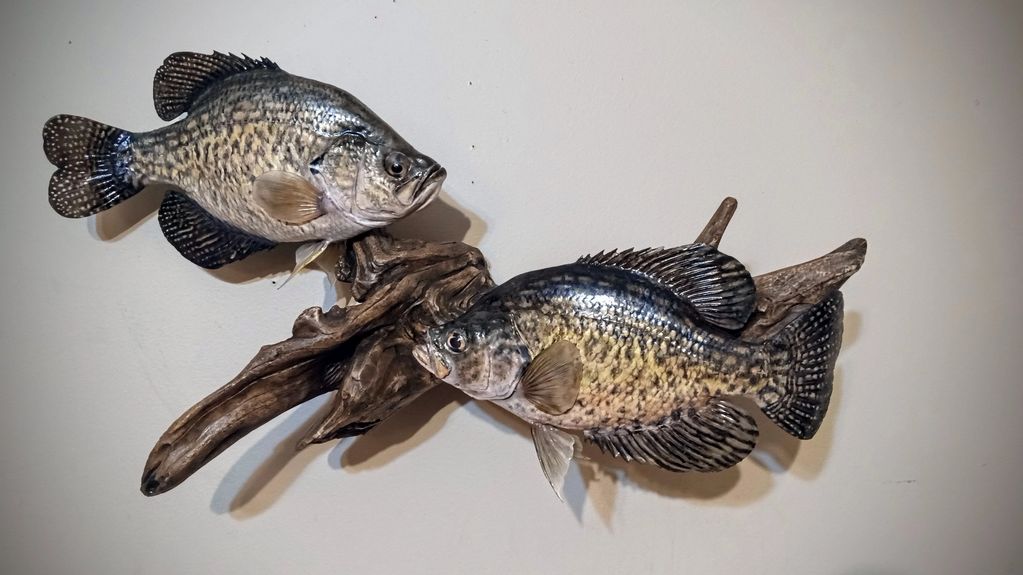 Fish Replica & Fish Mount Gallery - Advanced Taxidermy