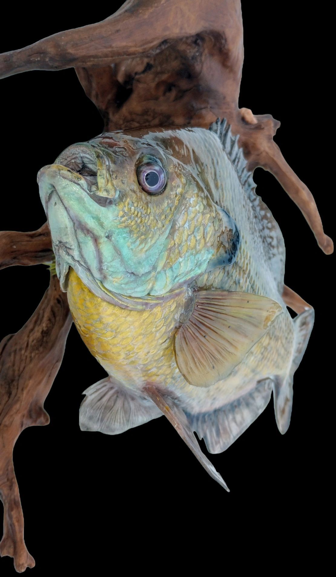 Trophy Fish Taxidermist East Central Minnesota