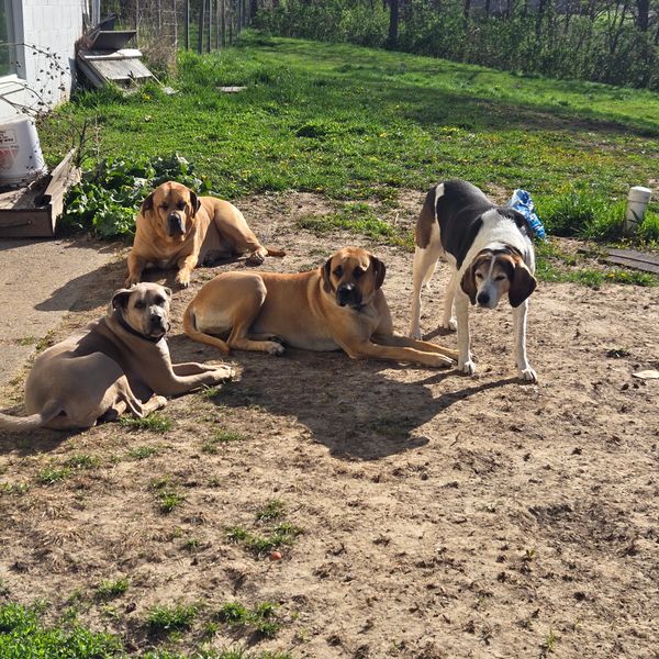 Four dogs relaxing outside on a sunny day with a mix of grass and dirt ground.