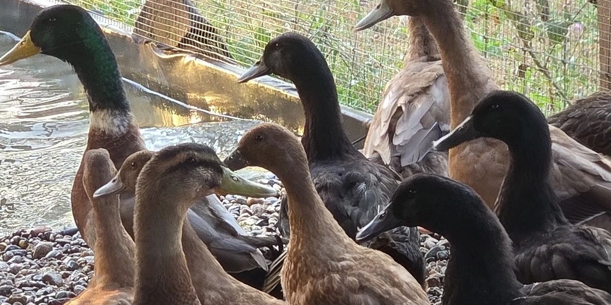 A group of ducks gathered near a fenced enclosure on a gravel surface.