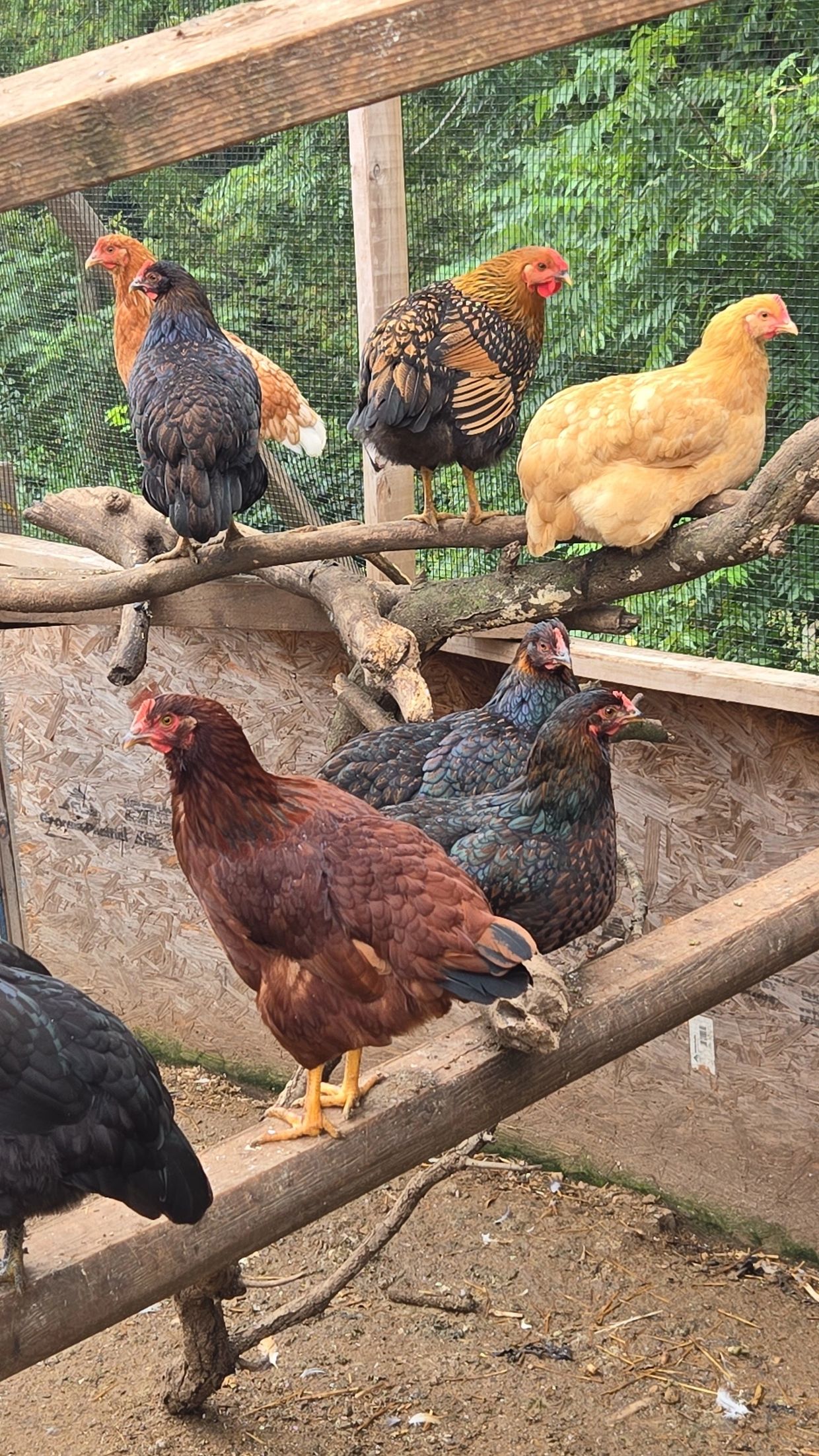 A group of colorful chickens perched on wooden branches inside a coop.