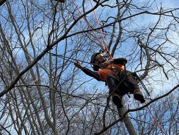 Equipped with the right gear and training an arborist learns new methodical ways to move through the