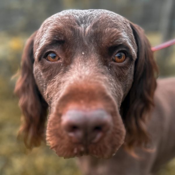 Close-up of a brown dog's face with soulful eyes.