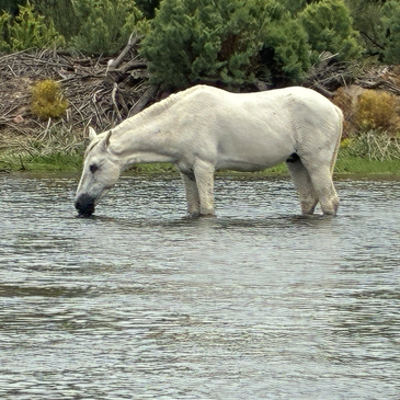Salt River Horse