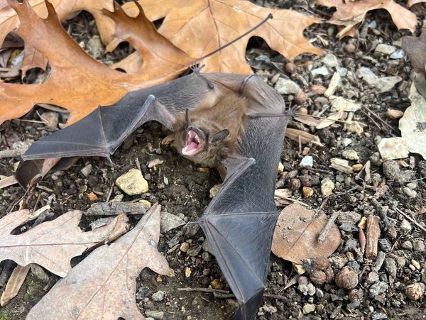 Une chauve-souris avec les ailes déployées sur le sol couvert de feuilles.