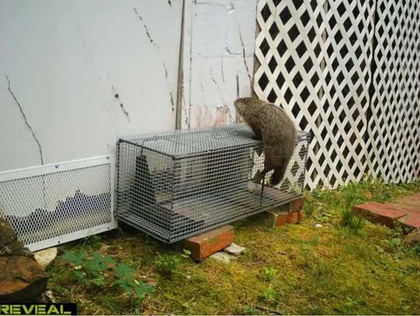 Un rat tente d'entrer dans une cage métallique.