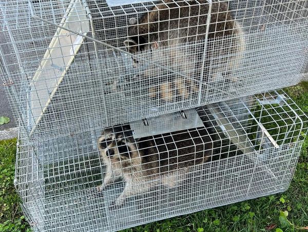 Deux ratons laveurs dans des cages métalliques.
