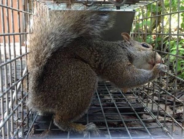 Écureuil capturé dans une cage métallique.