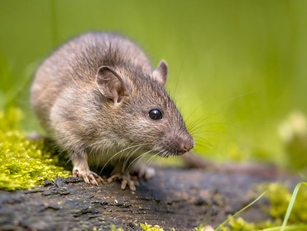Une petite souris grise sur un tronc d'arbre.