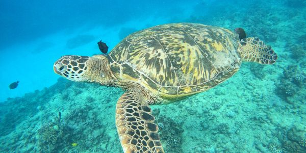 sea turtle tour hawaii