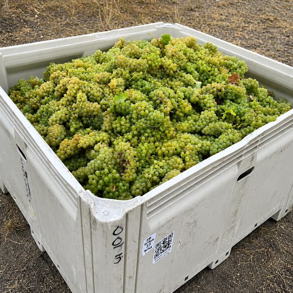 Large white crate filled with green grapes outdoors.