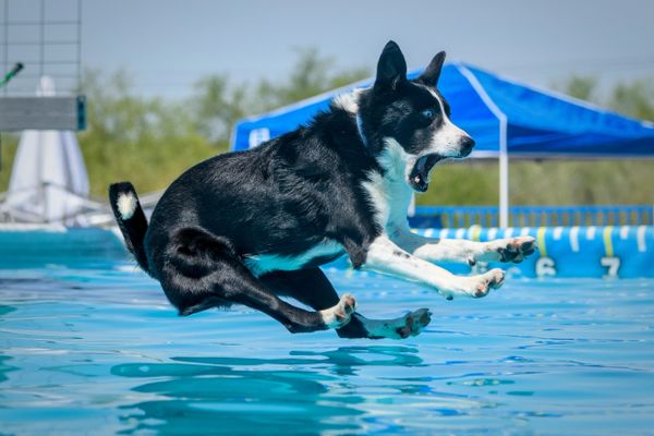 Soggy Doggy Swim 2021 - Fredericksburg SPCA