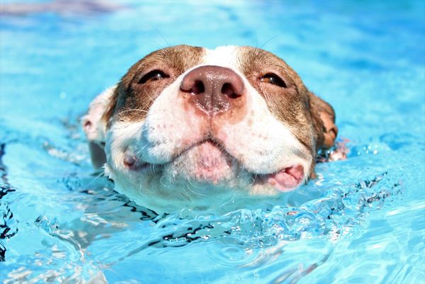 Soggy Doggy Pool Day