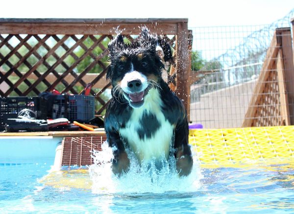 Soggy Doggy Swim 2021 - Fredericksburg SPCA