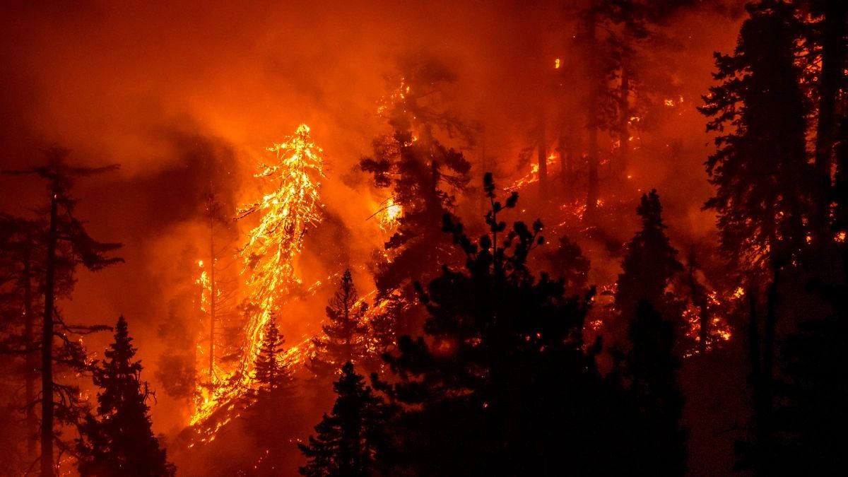 Forest wildfire engulfing trees in flames.