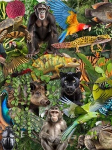 A vibrant collage of jungle animals and birds in lush greenery.